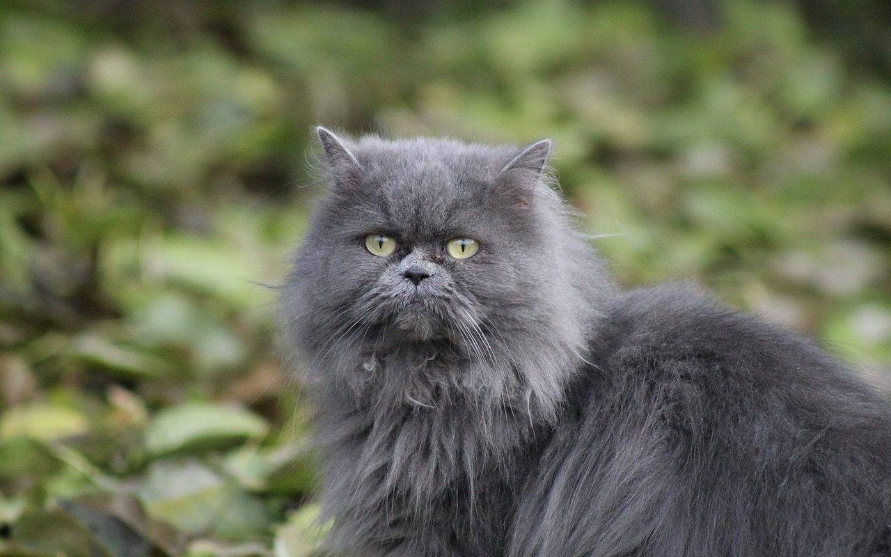 gatto grigio a pelo lungo