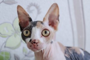 Quanto vive uno Sphynx: aspettativa di vita e cure del bellissimo gatto “nudo”