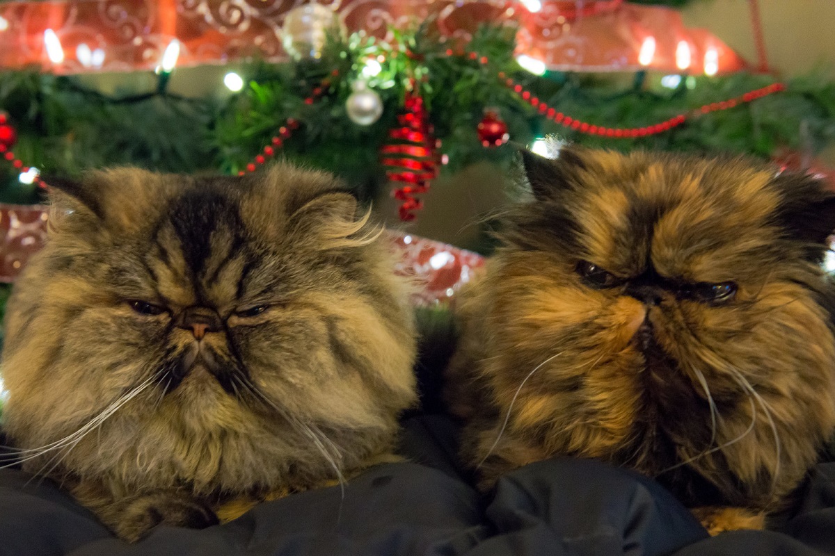 due gatti persiani sotto albero di natale