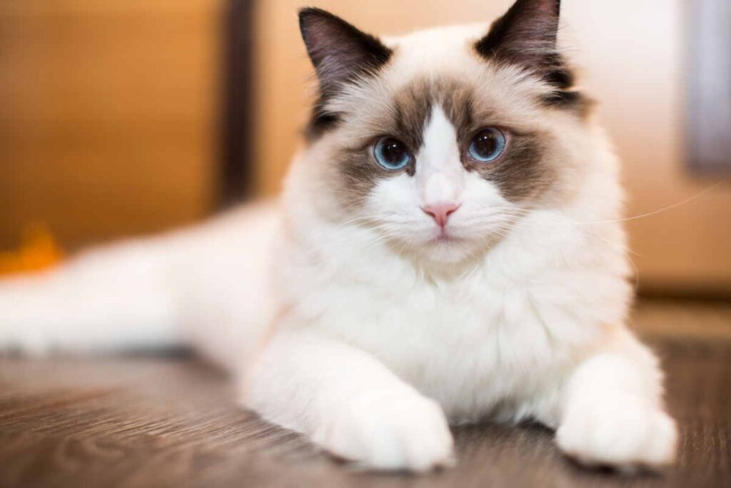 gatto con gli occhi strabici