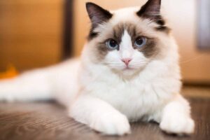 Ragdoll e bambini: come si comporta questo adorabile gatto