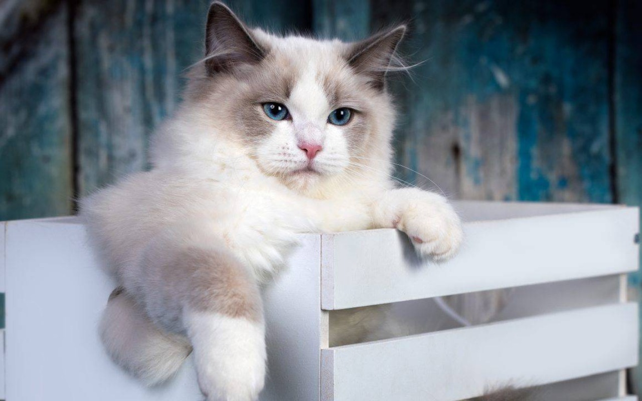 gatto in una scatola di legno