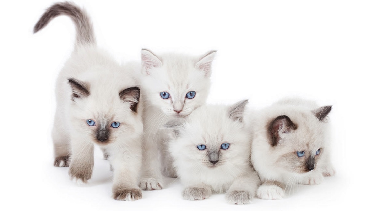 gattini ragdoll su sfondo bianco