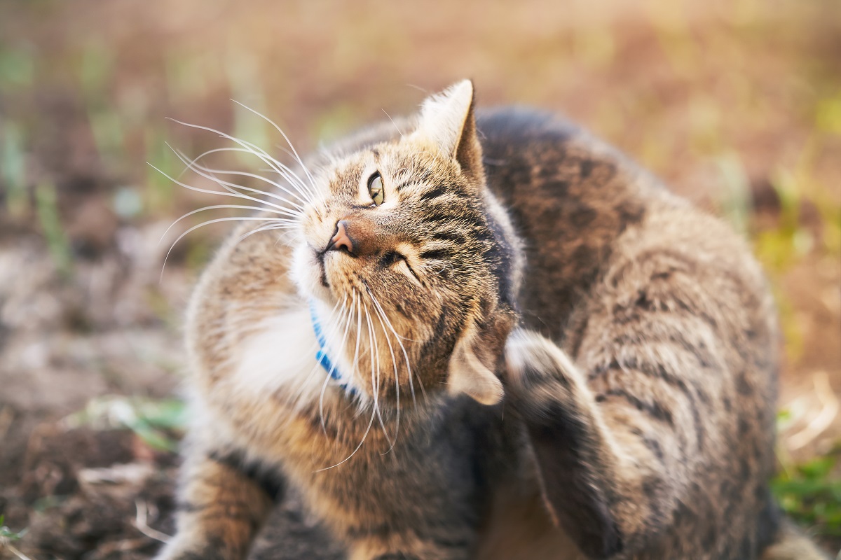 Scabbia nel gatto: cause e sintomi