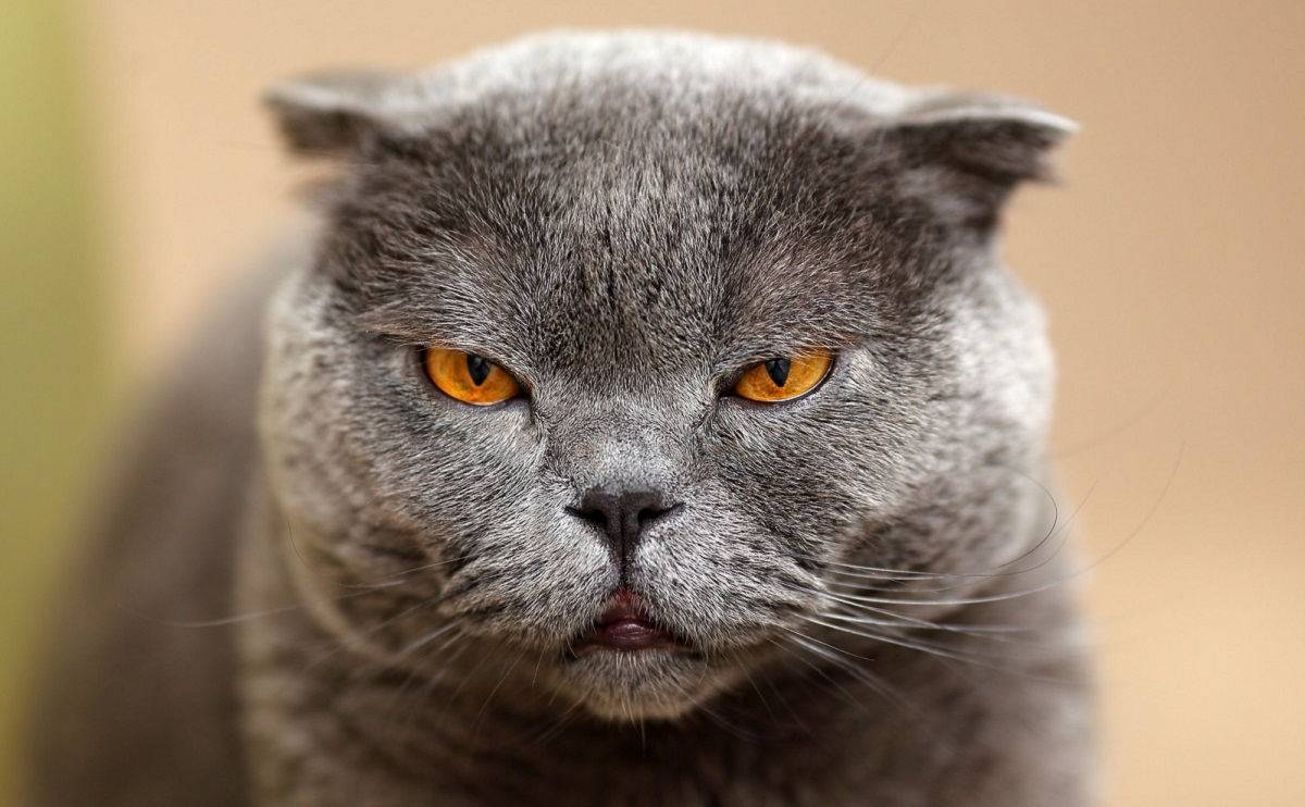 scottish fold primo piano