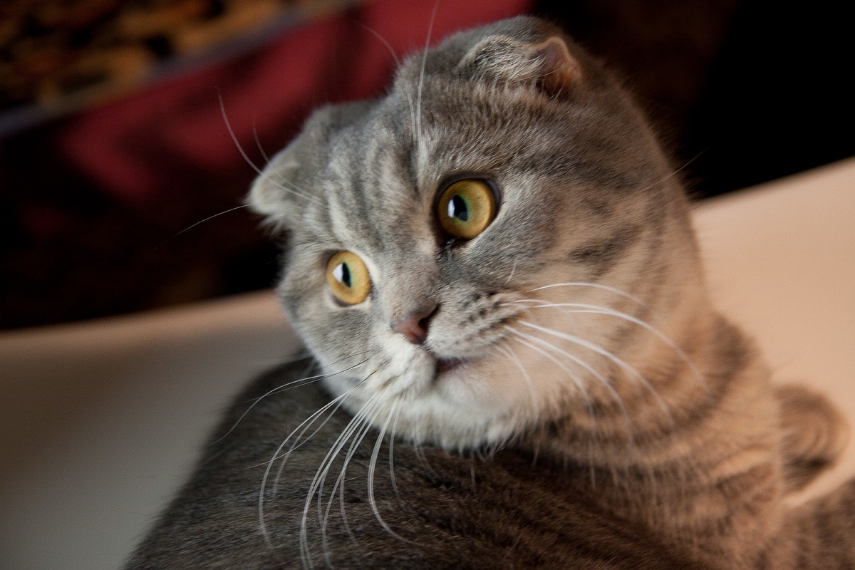 piccolo di scottish fold