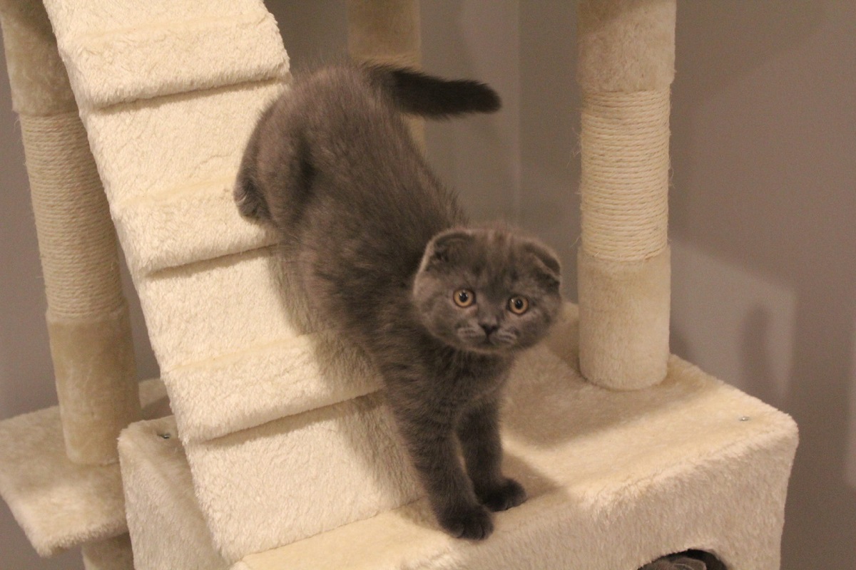 scottish fold su tiragraffi