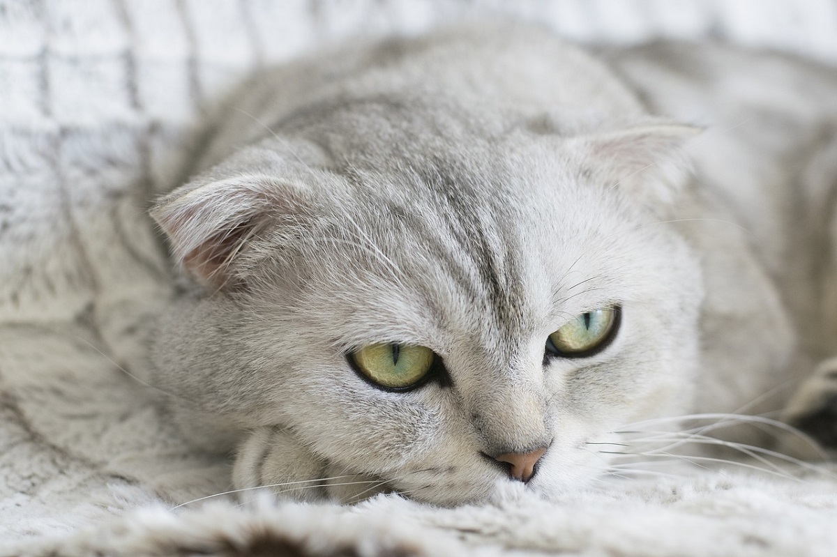 scottish fold disteso su coperta