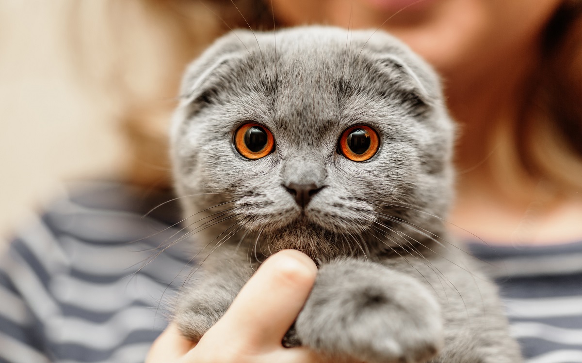 Scottish Fold femmina o maschio? Le differenze