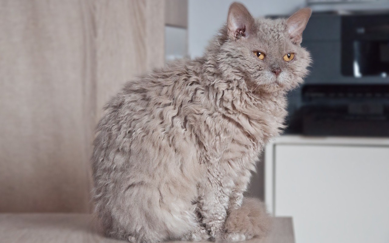 gatto con il pelo riccioluto