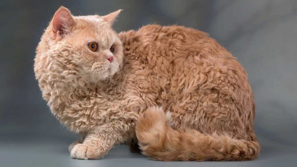 Selkirk Rex perde pelo, perché succede e come rimediare