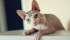 Sphynx, alimentazione e dieta ideale: cosa mangia questo gatto