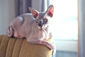 Sphynx, carattere e temperamento: pregi e difetti di questo gatto