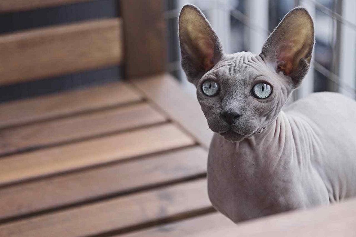 gatto sphynx