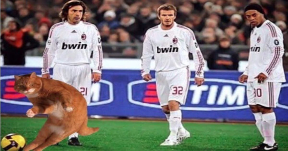 gatto-con-calciatori-importanti