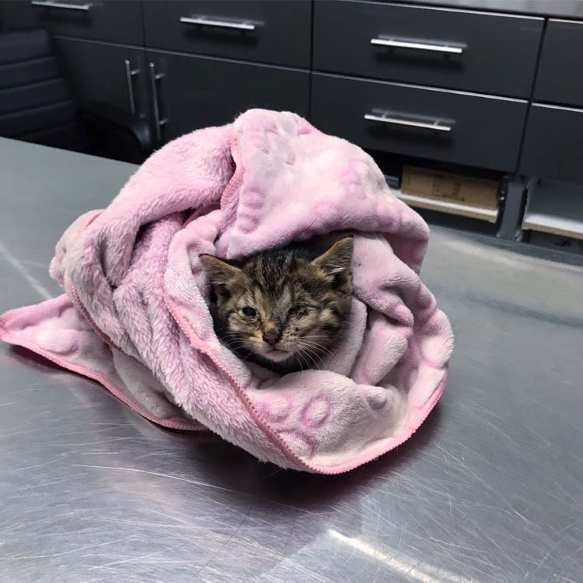 gattino-dentro-coperta-rosa