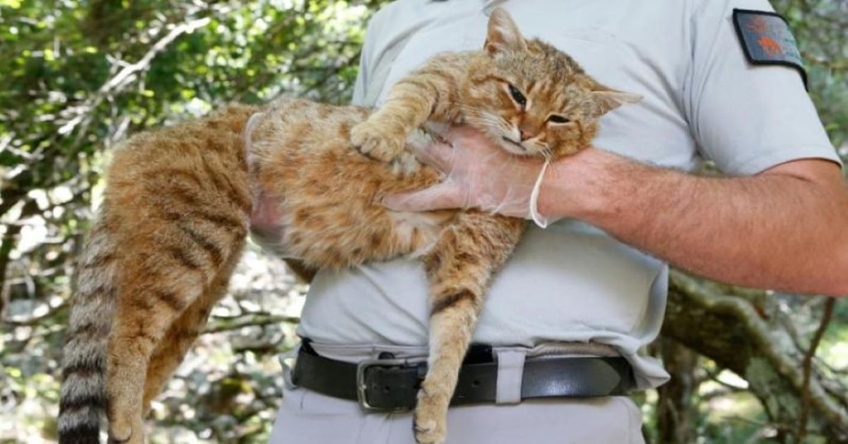 Corsica: il gatto volpe è la nuova specie leggendaria appena scoperta