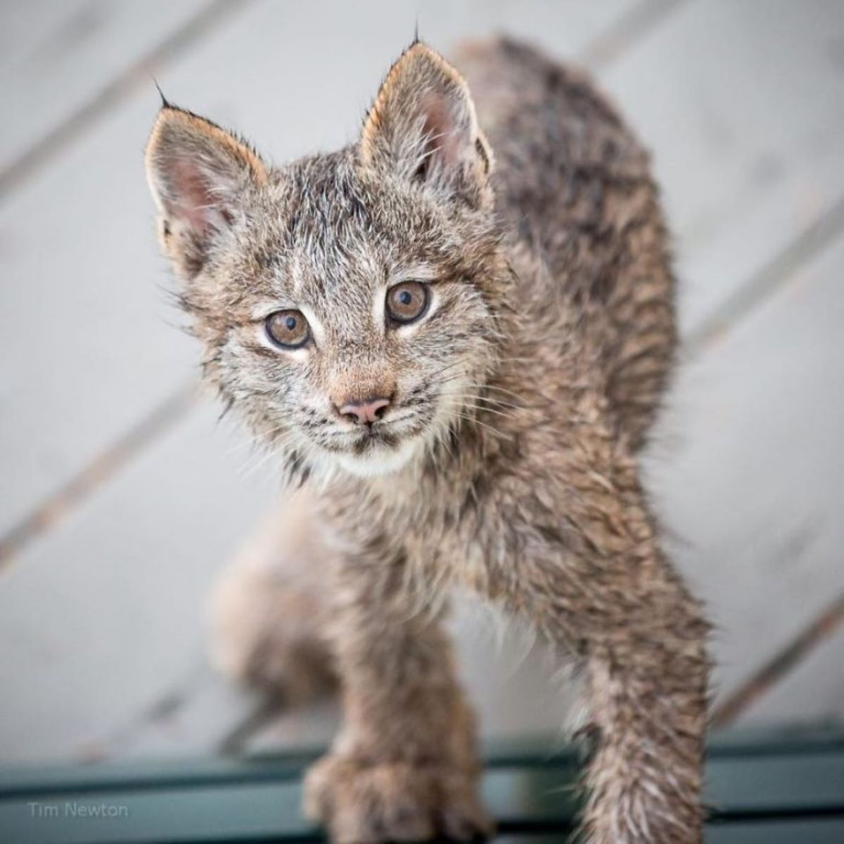 lince-in-posa