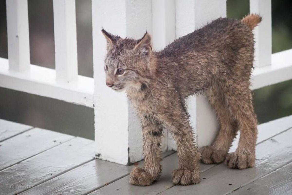 lince-che-guarda