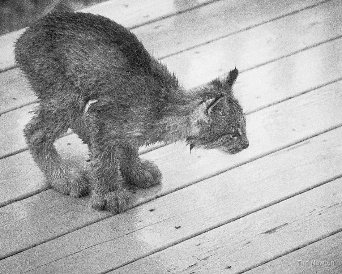 lince-in-posizione-di-attacco