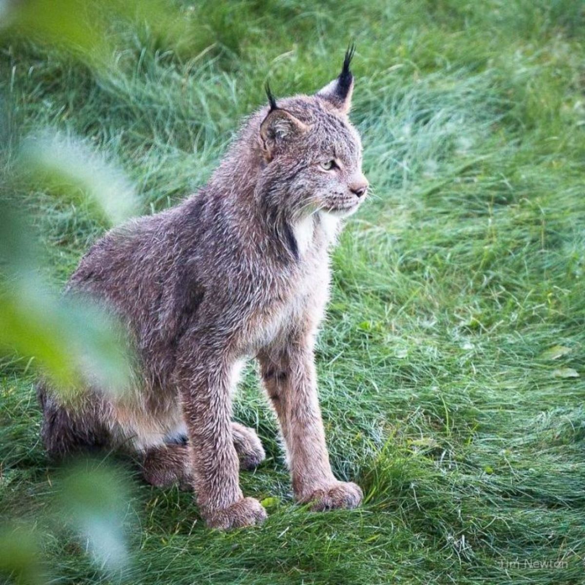 lince-su-prato