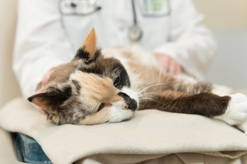 Indurre vomito nel gatto come fare e quando