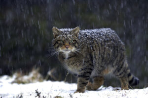 Cosa mangia il gatto in natura