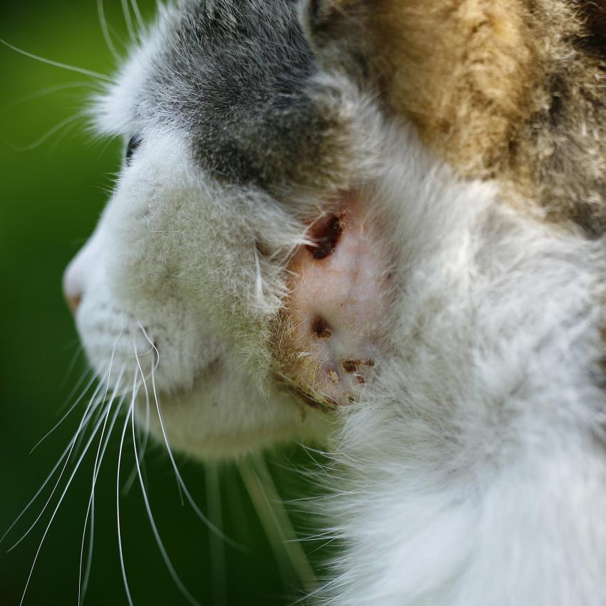 Disinfettare la ferita a un gatto: cosa fare