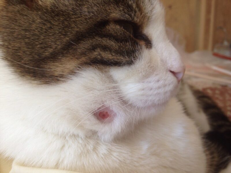Disinfettare la ferita a un gatto: cosa fare