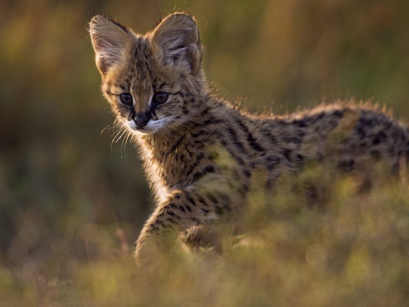 Cosa mangia il gatto in natura