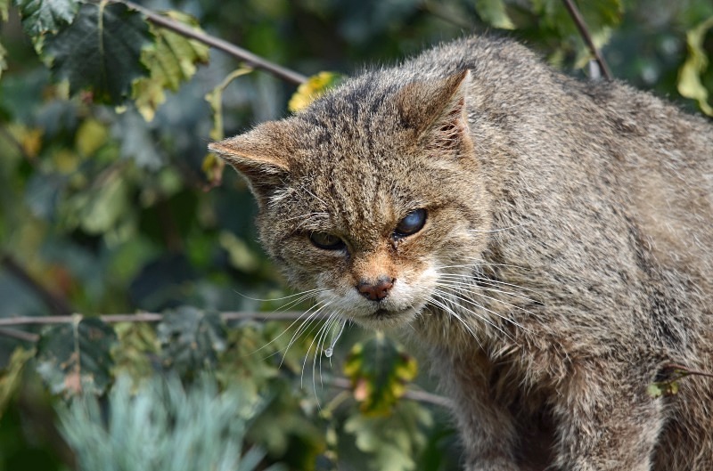 Cosa mangia il gatto in natura