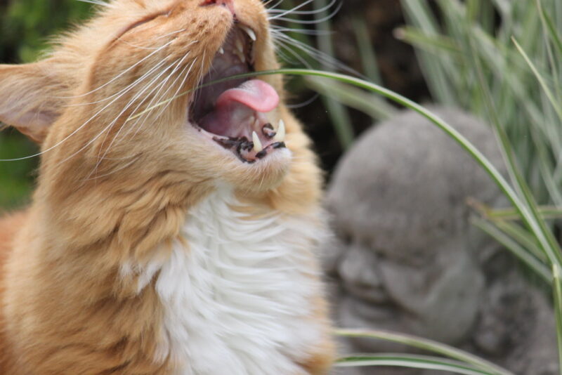 Macchie nere sul naso del gatto