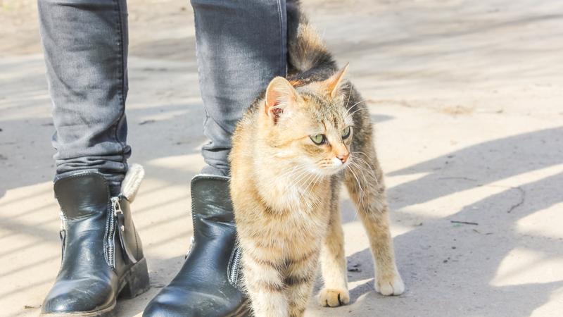 Gesti affettuosi del gatto