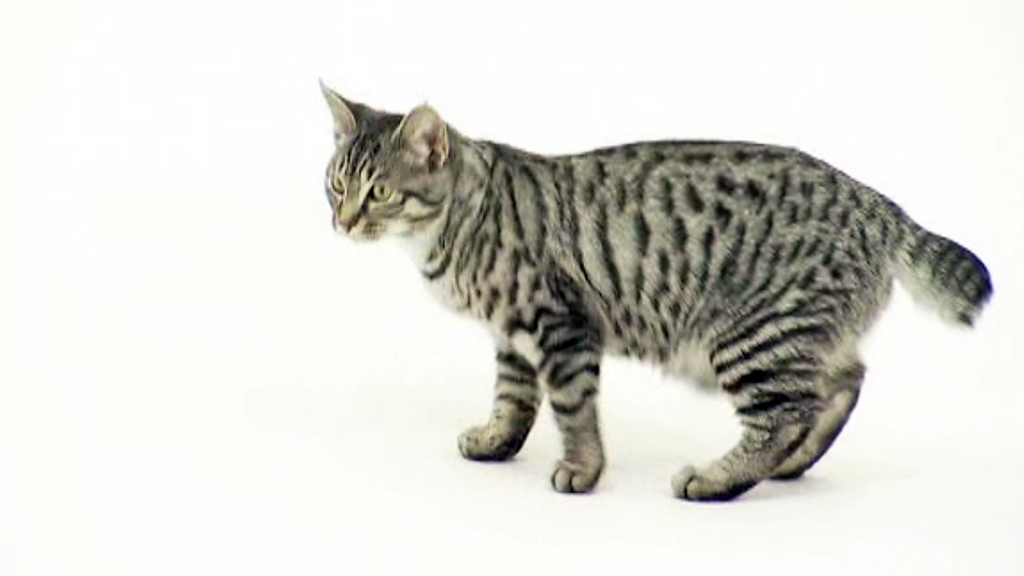 American-Bobtail