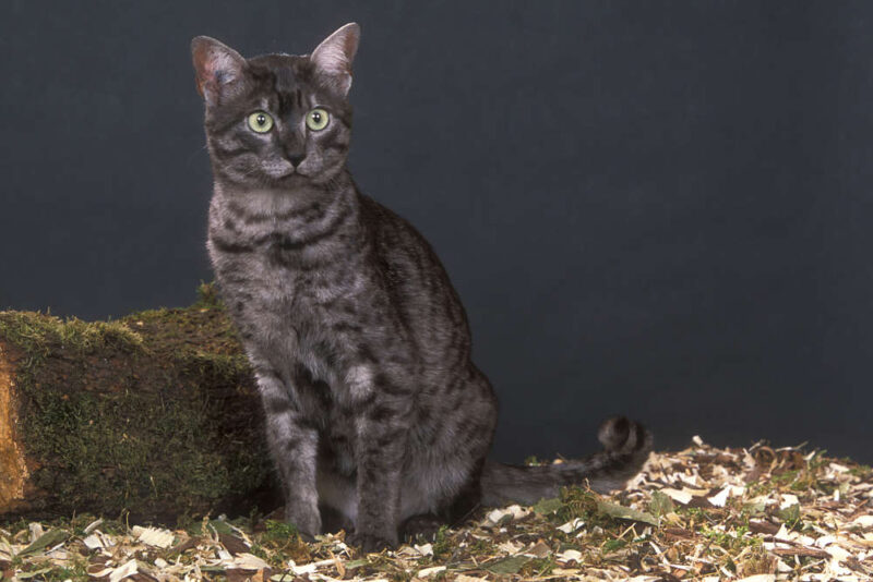 Egyptian Mau tutti i colori possibili