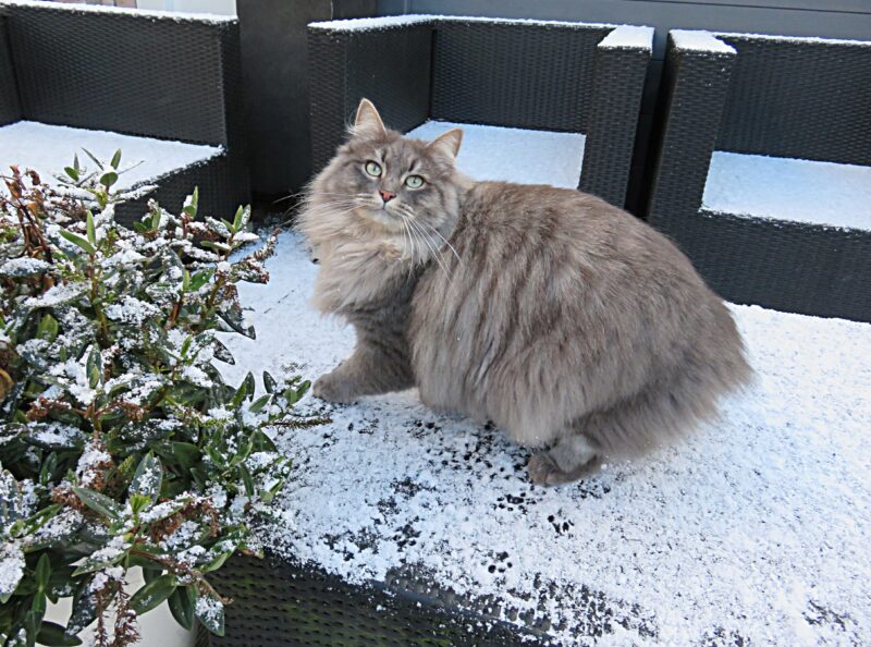 I colori del gatto siberiano