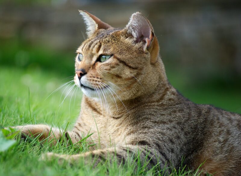 Egyptian Mau tutti i colori possibili 