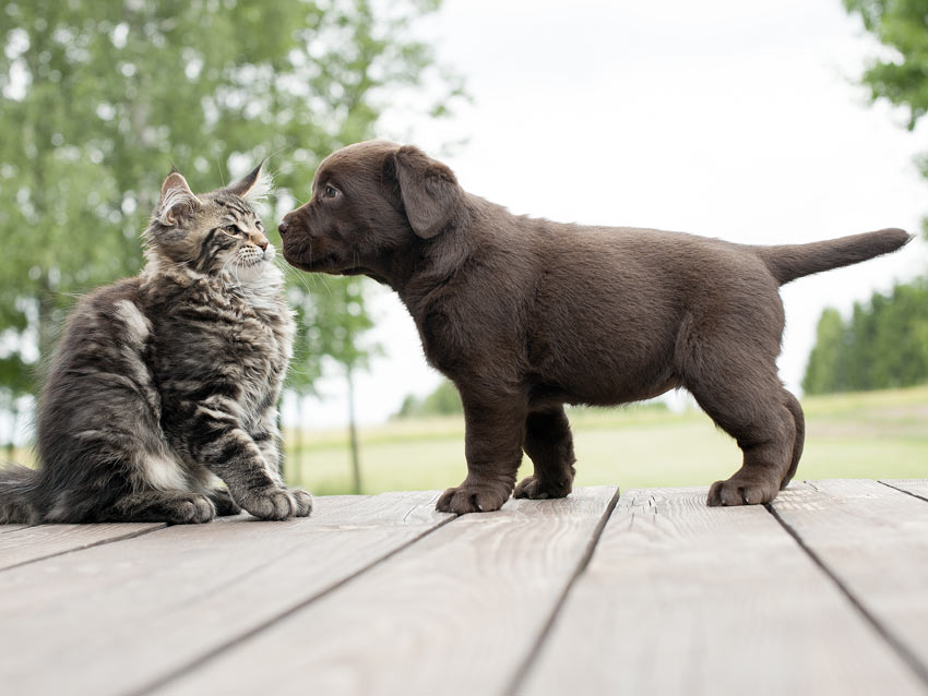 Gatto adulto con cane cucciolo