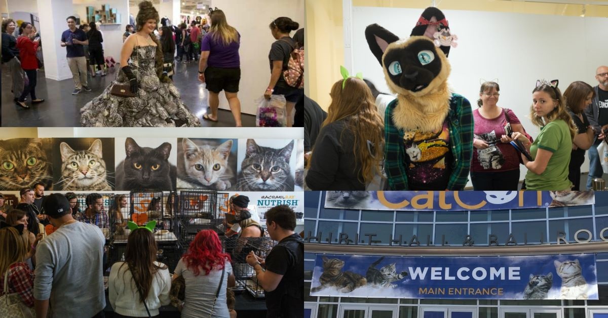 CatCon festival: per chi dei gatti non ne ha mai abbastanza