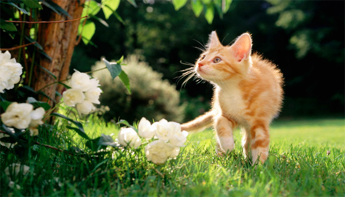 Cuccioli di gatto che esplora la natura