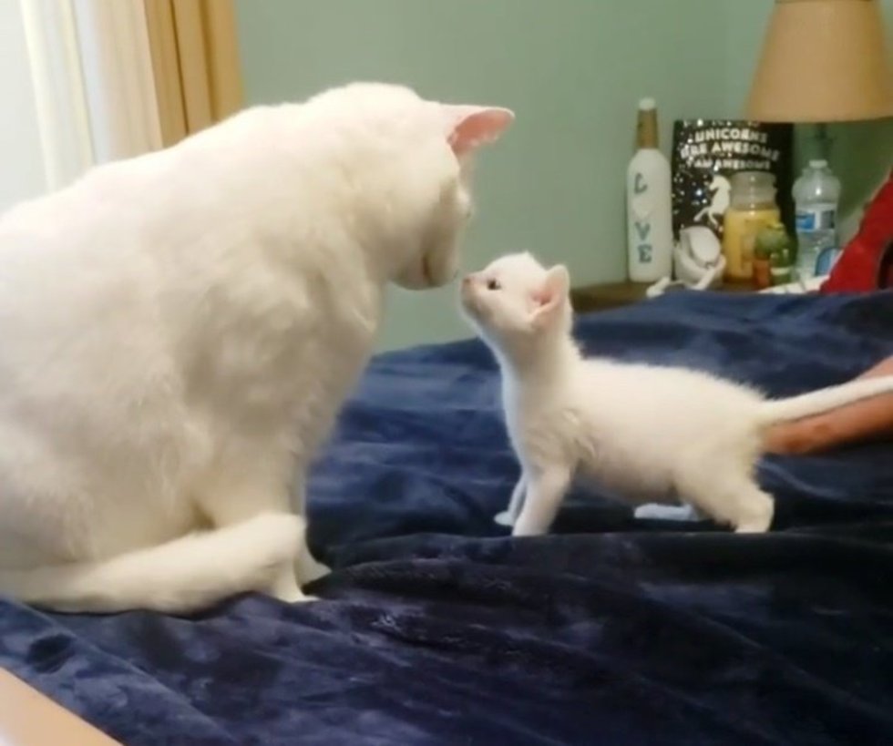 Cucciolo di gatto con la mamma