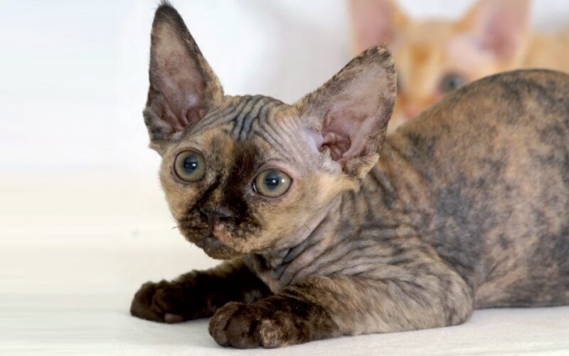 Devon Rex provoca allergia?