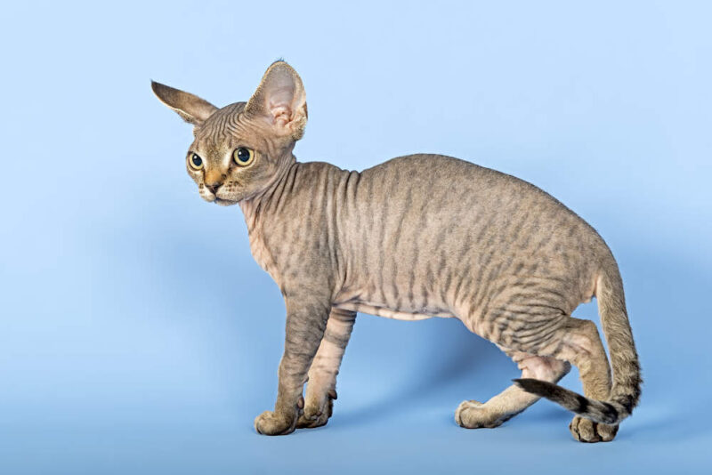 Devon Rex provoca allergia?