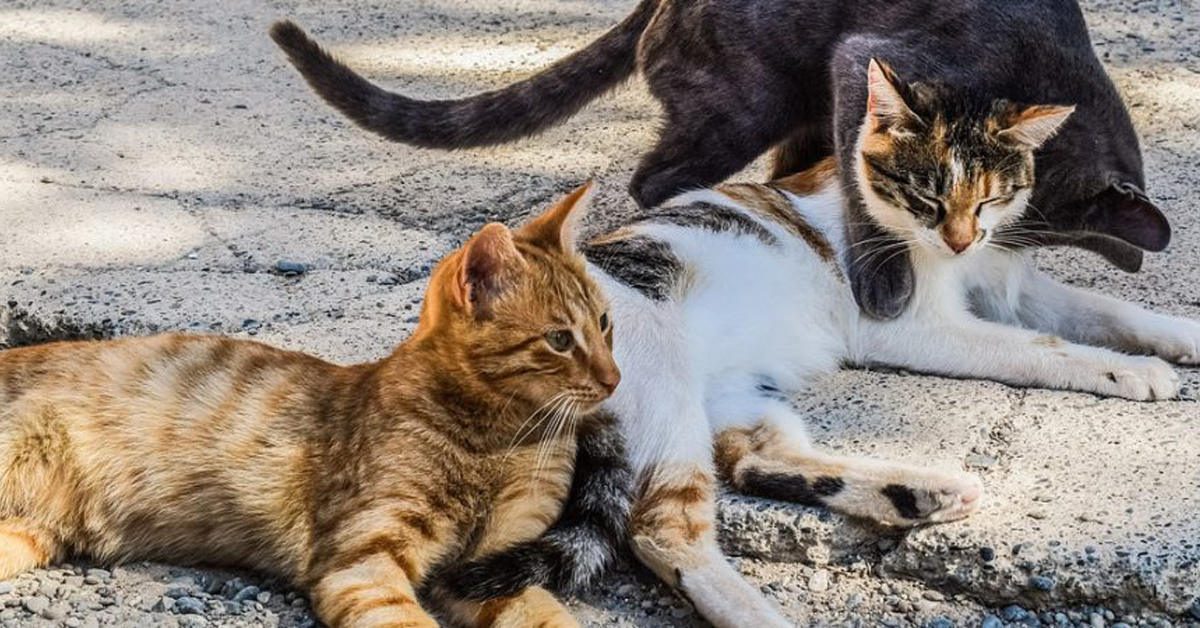 Donazioni al rifugio per gatti per un parcheggio gratis: la bella iniziativa