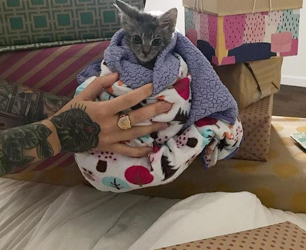 Gattino avvolto da una coperta