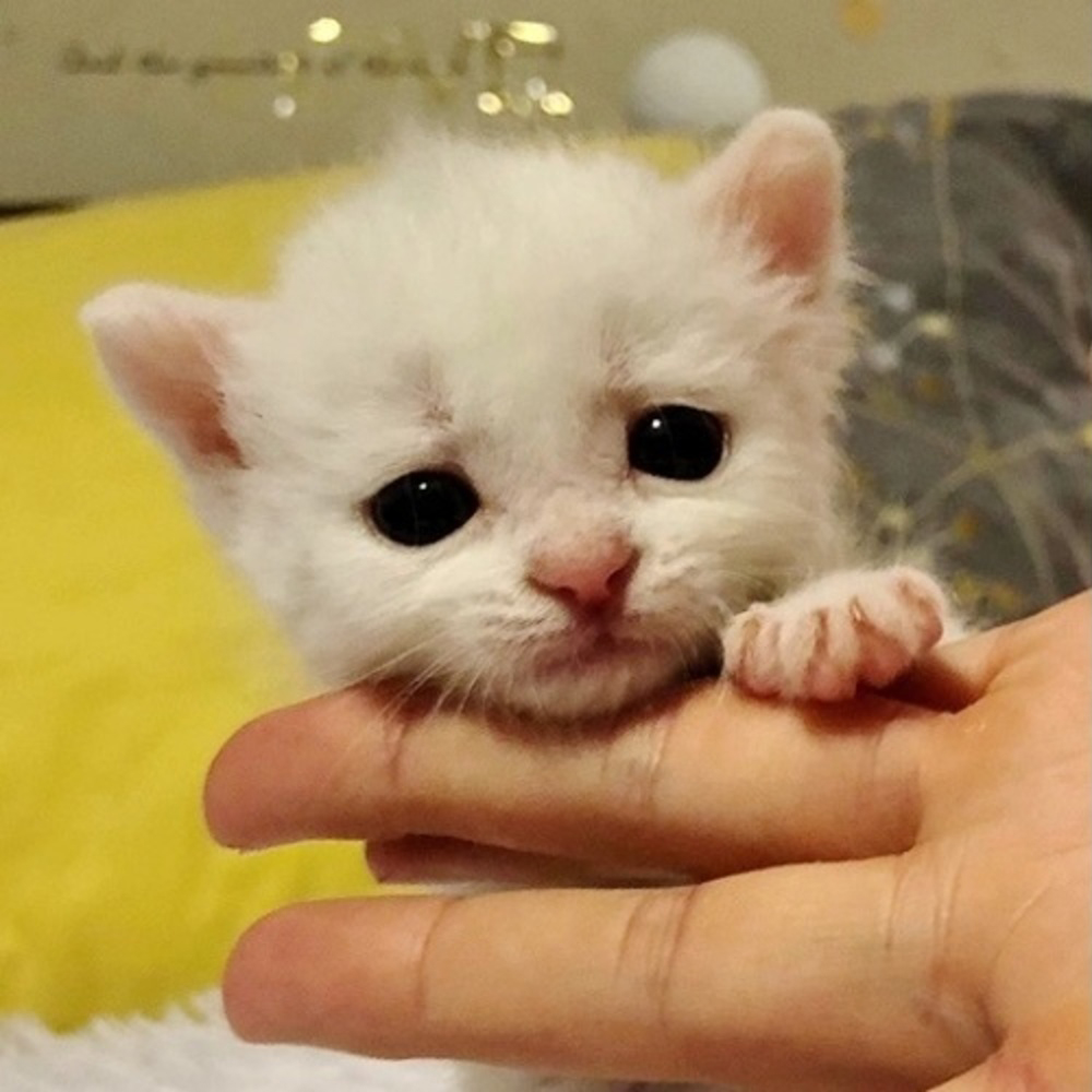 Gattino bianco piccolo