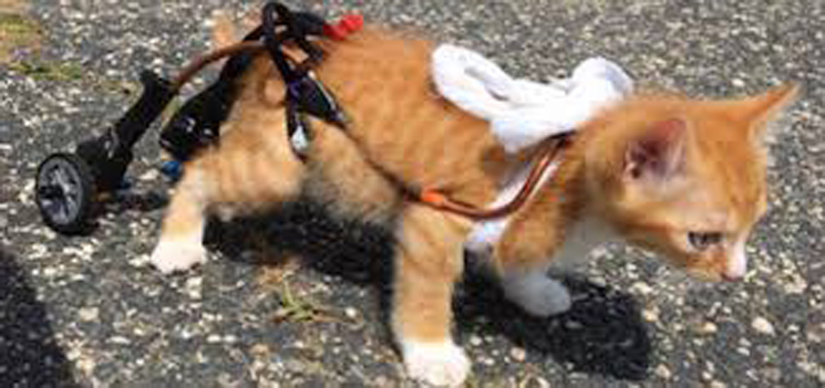 Gattino che cammina con un carrellino