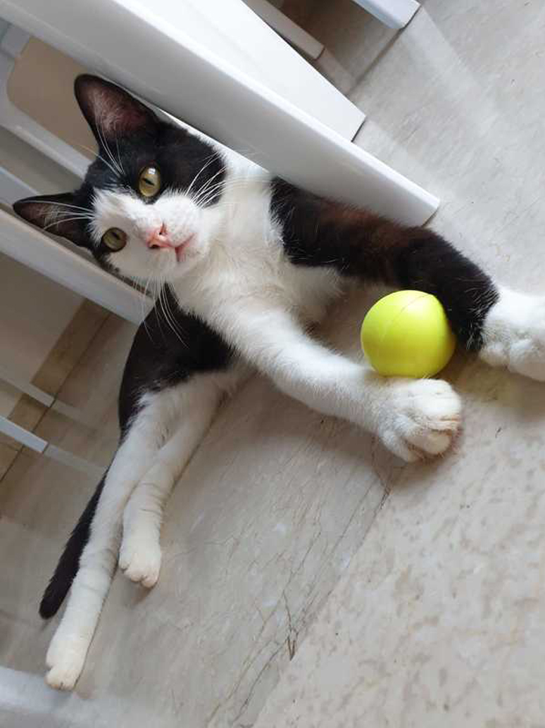 Gattino che gioca con una pallina