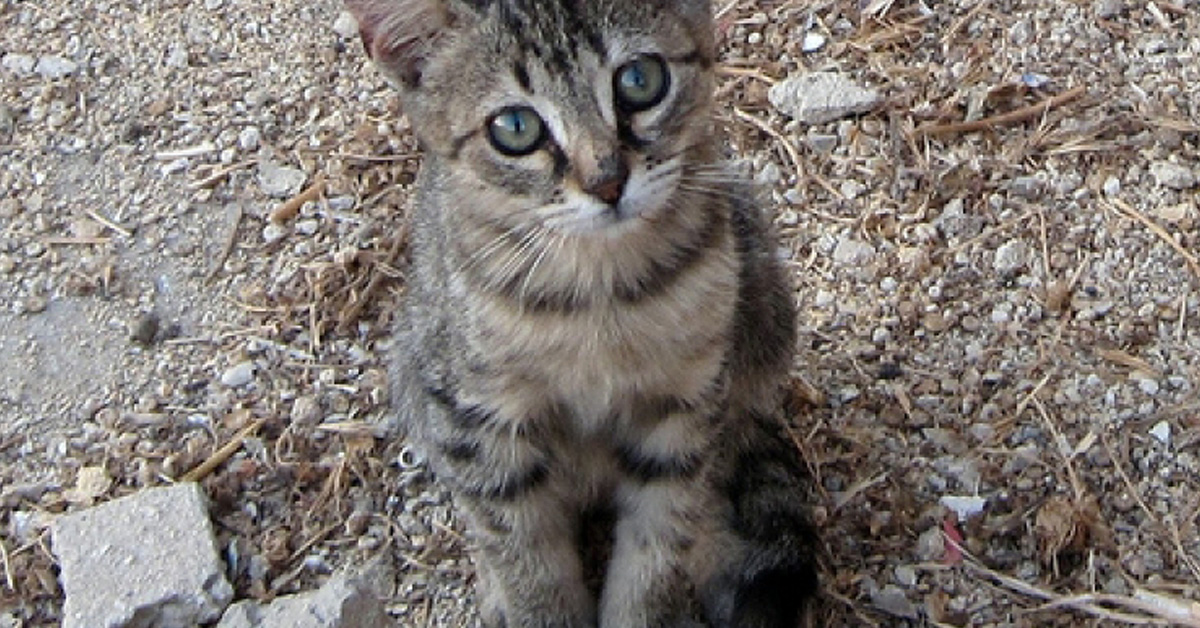 Liguria: gatto lanciato in mare dal cliente di un ristorante, non lo lasciava cenare in pace