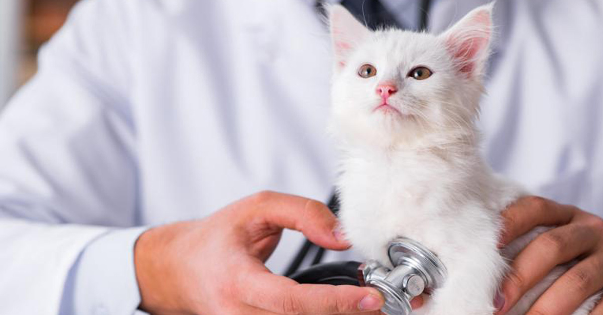 Quanto costa una visita dal veterinario per un gatto?